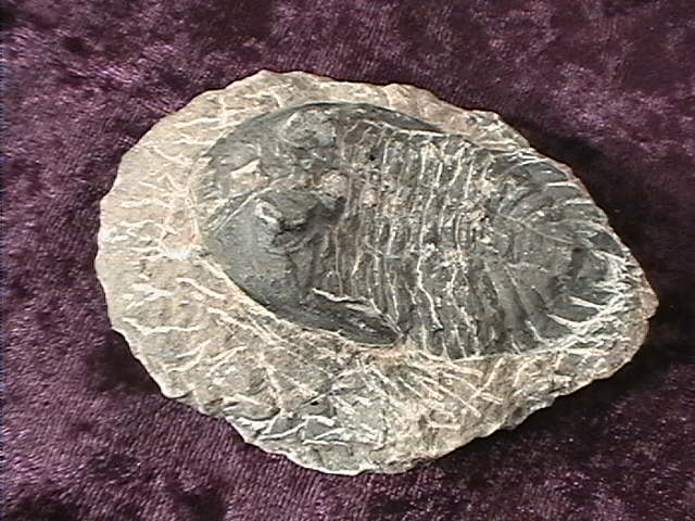 Fossil - Trilobite - Phacops - 55mm - Click Image to Close